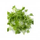 Super Seeds Micro kale dwarf blue Herb Vegetable 1000 Pcs