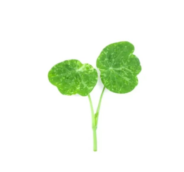 Super Seeds Micro nasturtium alaska mix Herb Vegetable 1000 Pcs