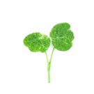 Super Seeds Micro nasturtium alaska mix Herb Vegetable 1000 Pcs