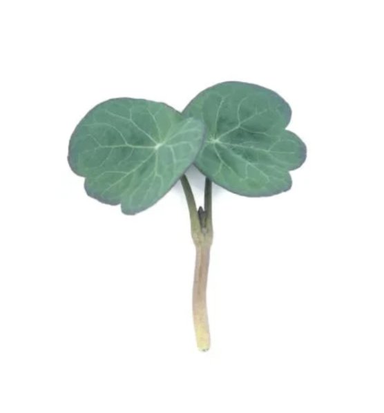 Super Seeds Nasturtium blue pepe Herb Vegetable 1000 Pcs