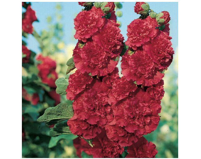 Super Seeds Hollyhock Chaters Scarlet Red Beautiful Flower 20 Pcs