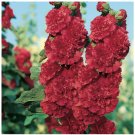 Super Seeds Hollyhock Chaters Scarlet Red Beautiful Flower 20 Pcs