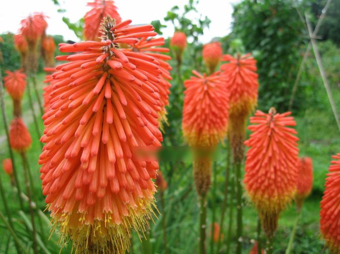 Super Seeds Kniphofia Crown Hybrid Beautiful Flower 50 Pcs