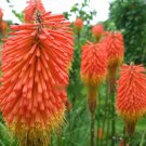 Super Seeds Kniphofia Crown Hybrid Beautiful Flower 50 Pcs