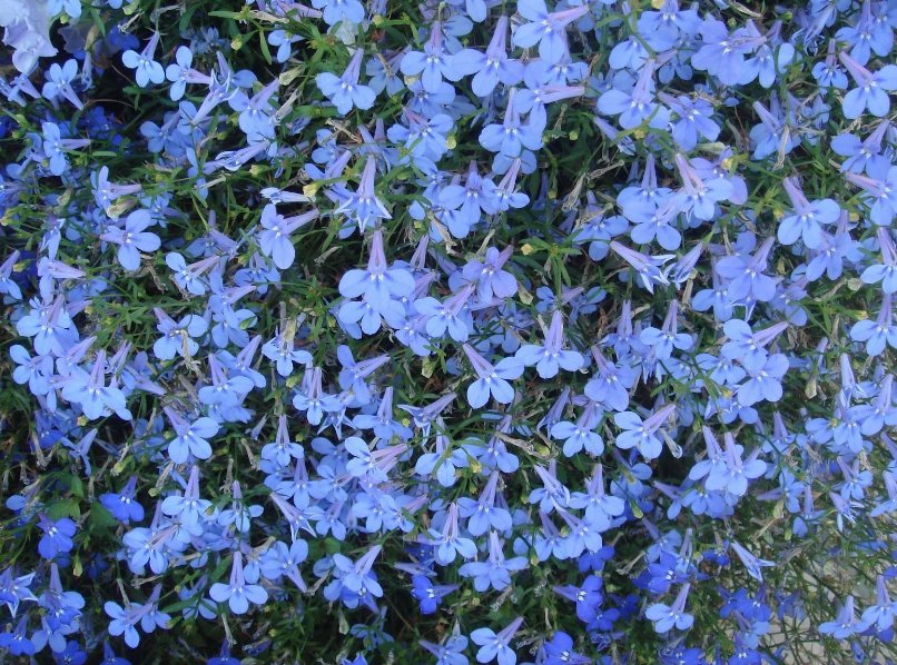 Super Seeds Lobelia Cambridge Blue Beautiful Flower 20 Pcs