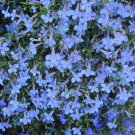 Super Seeds Lobelia Cambridge Blue Beautiful Flower 20 Pcs