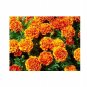 Super Seeds Marigold Dwarf French Legion DOnore Beautiful Flower 400 Pcs