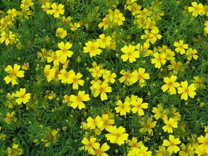 Super Seeds Marigold Tagetes Lemon Gem Beautiful Flower 20 Pcs