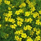 Super Seeds Marigold Tagetes Lemon Gem Beautiful Flower 20 Pcs