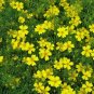 Super Seeds Marigold Tagetes Lemon Gem Beautiful Flower 20 Pcs