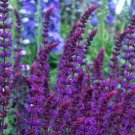 Super Seeds Salvia Nemorosa Violet Queen Beautiful Flower 100 Pcs
