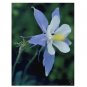 Super Seeds Aquilegia Caerulea Columbine Blue Beautiful Flower 100+ Pcs