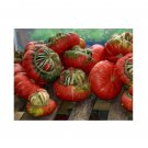 Super Seeds Gourd Turks Turban Vegetable Garden 8 Pcs