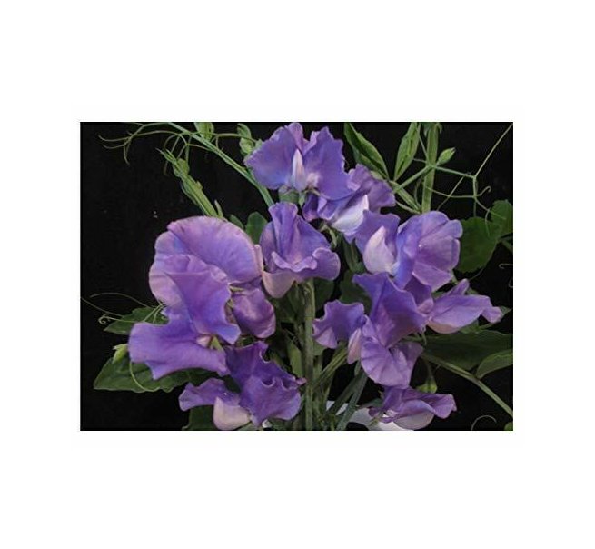 Super Seeds Sweet Pea Parfume Just Julia Beautiful Flower 5 Pcs