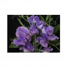 Super Seeds Sweet Pea Parfume Just Julia Beautiful Flower 5 Pcs