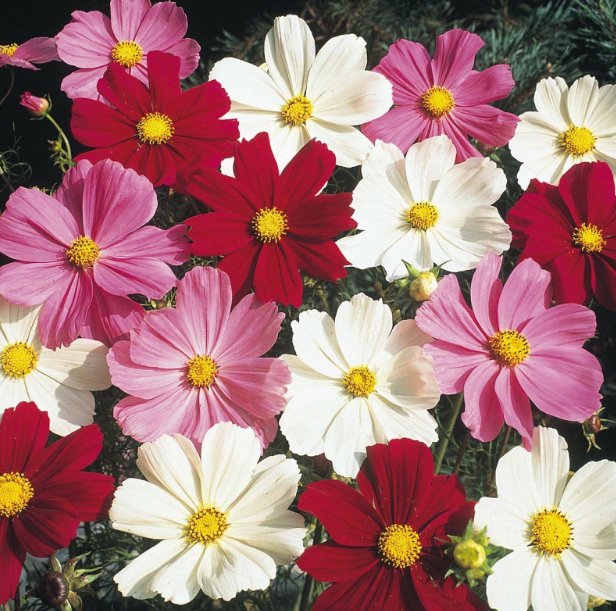 Super Seeds Cosmos Dwarf Mix Beautiful Flower 90 Pcs