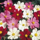 Super Seeds Cosmos Dwarf Mix Beautiful Flower 90 Pcs