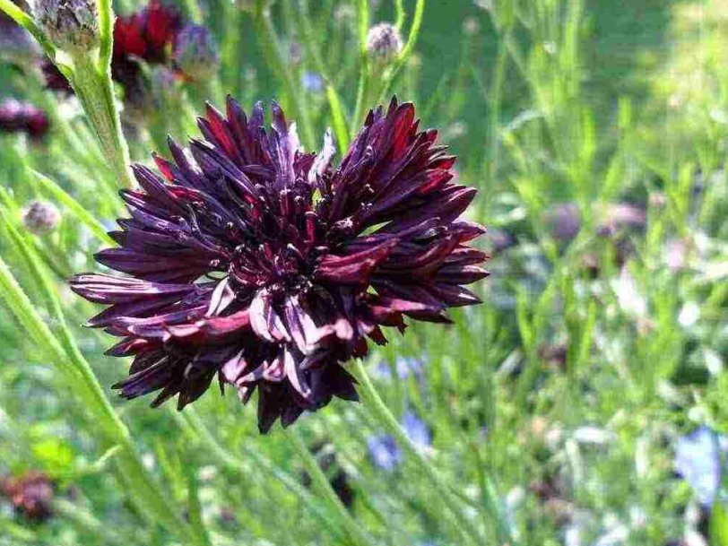 Super Seeds Cornflower Black Ball Beautiful Flower 200 Pcs
