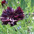 Super Seeds Cornflower Black Ball Beautiful Flower 200 Pcs