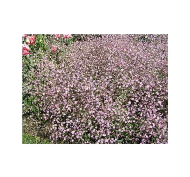 Super Seeds Gypsophila Elegans Pink Beautiful Flower 600+ Pcs