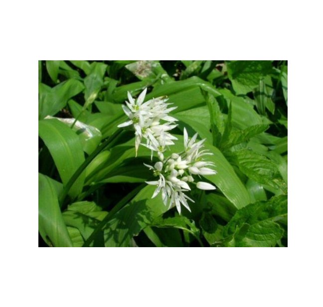 Super Seeds Garlic Wild Ramsons New Beautiful Flower 70+ Pcs