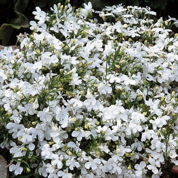 Super Seeds Lobelia White Lady Beautiful Flower 2000+ Pcs