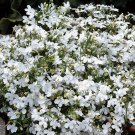 Super Seeds Lobelia White Lady Beautiful Flower 2000+ Pcs