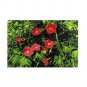 Super Seeds Morning Glory Ipomoea Quamoclit Red Feather Beautiful Flower 10+ Pcs
