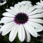 Super Seeds Osteospermum Ecklonis Sky And Ice Beautiful Flower 10+ Pcs