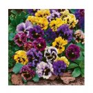 Super Seeds Pansy Masterpiece Rococo Mix Beautiful Flower 100+ Pcs