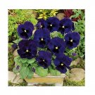 Super Seeds Pansy Swiss Giant Ulsswater Deep Blue Beautiful Flower 100+ Pcs