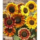 Super Seeds Stocks Dwarf Ten Week Mixed Beautiful Flower 200+ Pcs