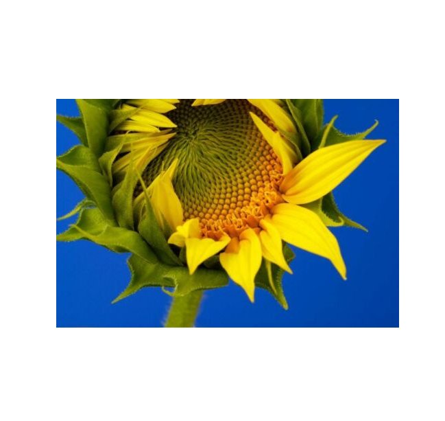Super Seeds Sunflower Giant Grey Striped Beautiful Flower 10+ Pcs