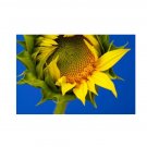 Super Seeds Sunflower Giant Grey Striped Beautiful Flower 10+ Pcs