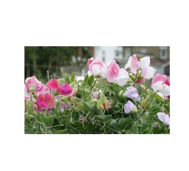 Super Seeds Sweet Pea Dwarf Cupid Mix Beautiful Flower 10+ Pcs