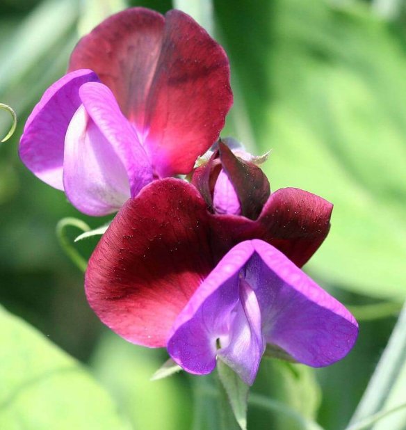 Super Seeds Sweet Pea Grandiflora Matucana Beautiful Flower 20 Pcs