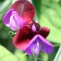Super Seeds Sweet Pea Grandiflora Matucana Beautiful Flower 20 Pcs