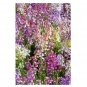 Super Seeds Toadflax Fairy Bouquet Linaria Beautiful Flower 3000+ Pcs