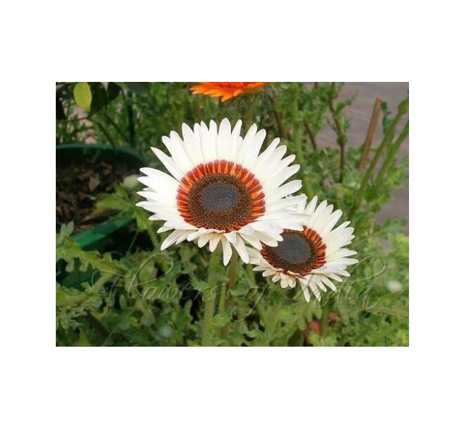 Super Seeds Venidium Cape Daisy Zulu Prince Beautiful Flower 100+ Pcs