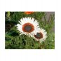 Super Seeds Venidium Cape Daisy Zulu Prince Beautiful Flower 100+ Pcs