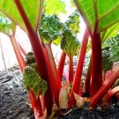 Super Seeds Rhubarb Victoria Beautiful Flower 20+ Pcs