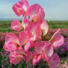 Super Seeds Sweet Pea Mammoth Rose Pink Beautiful Flower 10+ Pcs