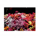 Super Seeds Nemesia Strumosa Carnival Mixture Flower 900+ Pcs