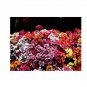 Super Seeds Nemesia Strumosa Carnival Mixture Flower 900+ Pcs