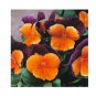 Super Seeds Pansy Winter Hardy Jolly Joker Flower 10+ Pcs