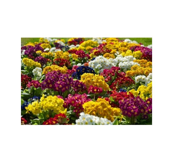 Super Seeds Polyanthus Colossea Mixed Flower 200+ Pcs