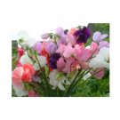 Super Seeds Sweet Pea Mammoth Mix Flower 40+ Pcs