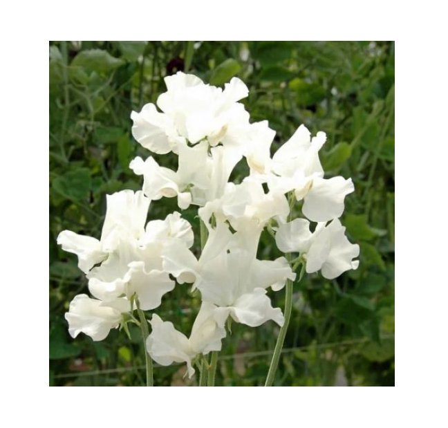 Super Seeds Sweet Pea Royal Family White Flower 10+ Pcs