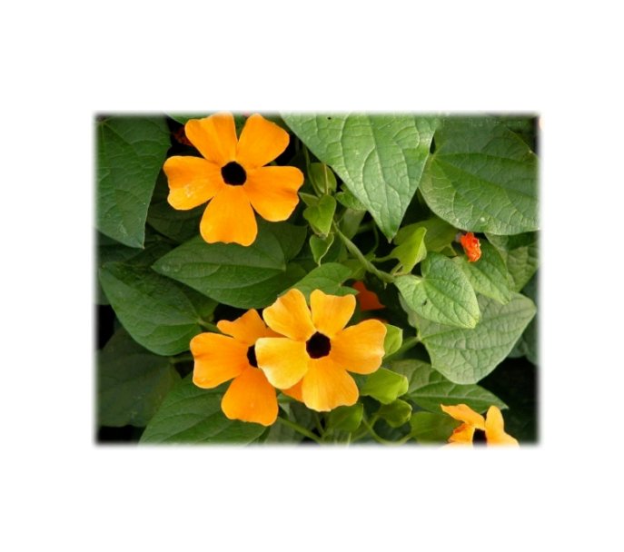 Super Seeds Thunbergia Black Eye Susan Alata Mix Flower 10+ Pcs