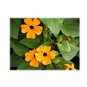 Super Seeds Thunbergia Black Eye Susan Alata Mix Flower 10+ Pcs